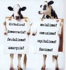 vacas y politica
