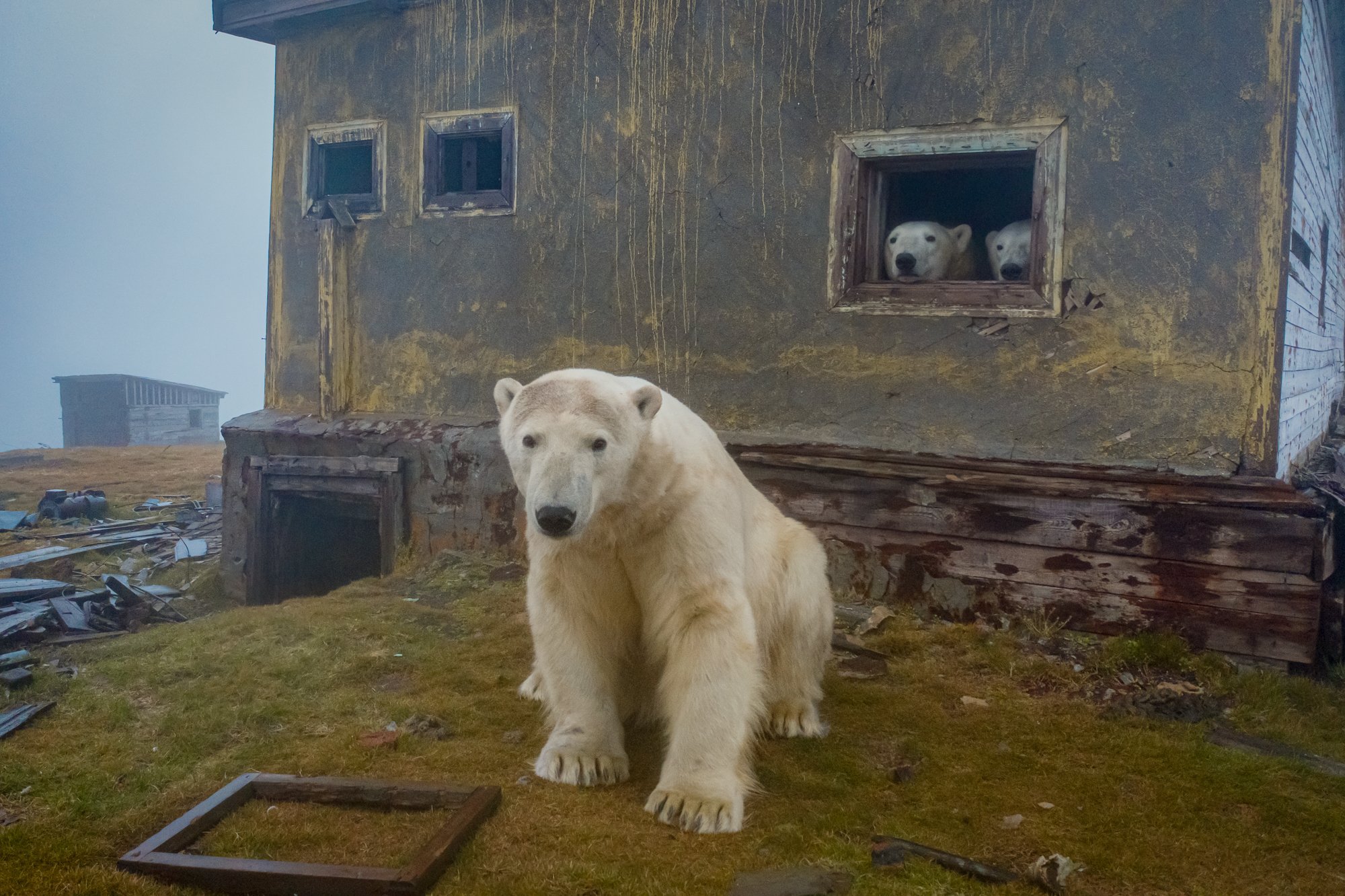 La isla de los osos polares