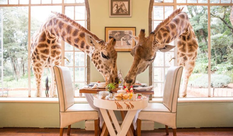 La familia que comparte su casa con las jirafas